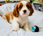 Small Photo #1 Cavalier King Charles Spaniel Puppy For Sale in BONNEY LAKE, WA, USA