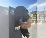 A663167 - Female Labrador Retriever-Unknown Mix Dog for Adoption - Small photo