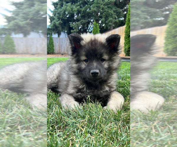 Medium Photo #1 Keeshond Puppy For Sale in VANCOUVER, WA, USA