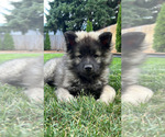 Puppy Duke Keeshond