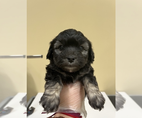 Medium Photo #13 Bichpoo Puppy For Sale in ROSEMEAD, CA, USA