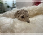 Small Photo #14 Goldendoodle-Poodle (Standard) Mix Puppy For Sale in DAVIS, CA, USA