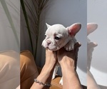 Small #1 French Bulldog