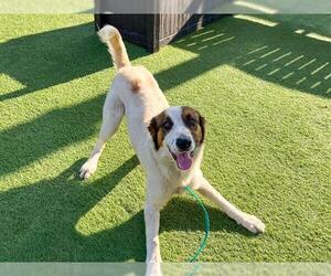 Australian Shepherd-Collie Mix Dogs for adoption in Orange, CA, USA