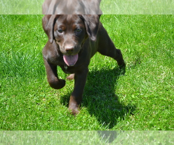 Medium Photo #10 Labrador Retriever Puppy For Sale in GREENWOOD, WI, USA