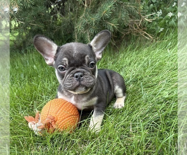 Medium Photo #4 French Bulldog Puppy For Sale in MIDDLEBURY, IN, USA