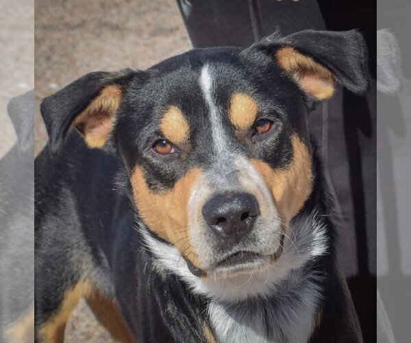 Medium Photo #1 American Staffordshire Terrier-Rottweiler Mix Puppy For Sale in Huntley, IL, USA
