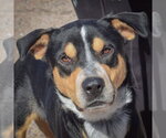 Rocky - Male American Staffordshire Terrier-Rottweiler Mix Dog for Adoption - Small photo