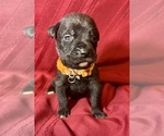 Small Photo #12 Cane Corso Puppy For Sale in LAKE EUFAULA, OK, USA