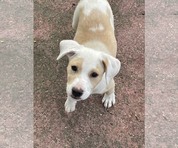 Medium Photo #1 Retriever -Unknown Mix Puppy For Sale in Mobile, AL, USA