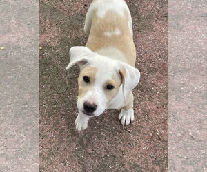 Retriever -Unknown Mix Dogs for adoption in Mobile, AL, USA