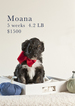 Small Photo #2 Aussiedoodle Puppy For Sale in MONTROSE, CO, USA