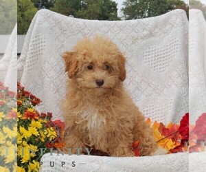 Maltipoo Puppy for sale in RISING SUN, MD, USA