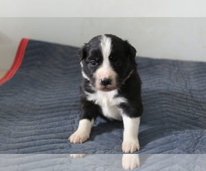 Australian Shepherd Puppy for sale in EVART, MI, USA