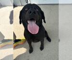 Small #3 Labrador Retriever Mix