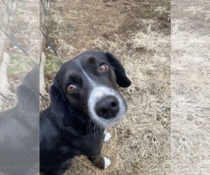Beagle-Border Collie Mix Dog for Adoption in Hillsboro, Missouri USA