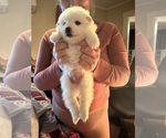 Small #2 American Eskimo Dog