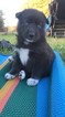 Small Photo #7 Pomsky Puppy For Sale in MIDDLETOWN, OH, USA