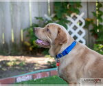 Small #1 Labrador Retriever