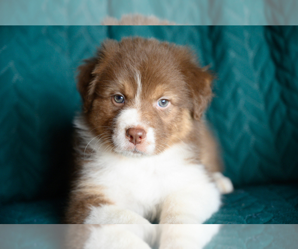 Medium Photo #2 Australian Shepherd Puppy For Sale in ROCKY MOUNT, VA, USA