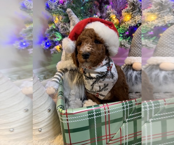 Medium Photo #27 Goldendoodle mix (+ Poodle Miniature) Puppy For Sale in BRONX, NY, USA