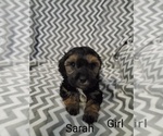 Small #1 Cavapoo