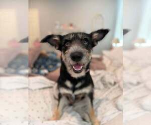 Shepadoodle Dogs for adoption in Visalia, CA, USA