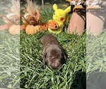 Small #3 Labrador Retriever