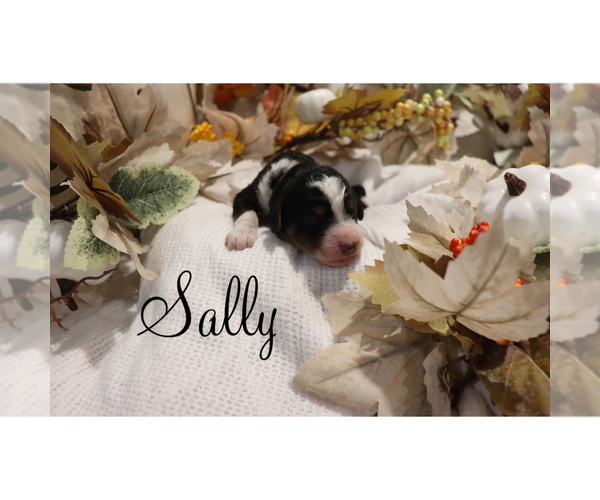 Medium Photo #1 Bernedoodle (Miniature) Puppy For Sale in HELPER, UT, USA