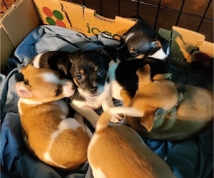 Chihuahua Puppy for sale in JOSHUA, TX, USA