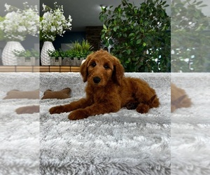 Goldendoodle Puppy for sale in GREENFIELD, IN, USA