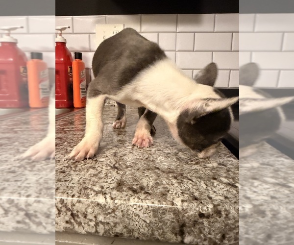 Medium Photo #3 French Bulldog Puppy For Sale in RADCLIFF, KY, USA