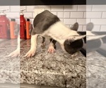 Small Photo #10 French Bulldog Puppy For Sale in RADCLIFF, KY, USA