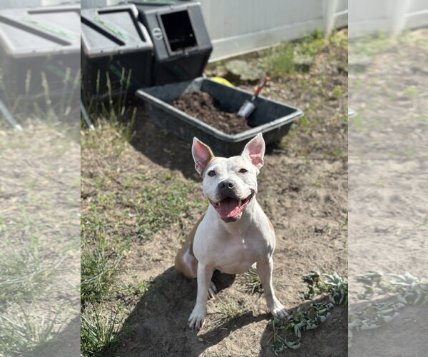 Medium Photo #18 Mutt Puppy For Sale in Oakhurst, NJ, USA