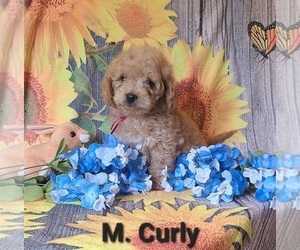Goldendoodle (Miniature) Puppy for sale in NATHALIE, VA, USA