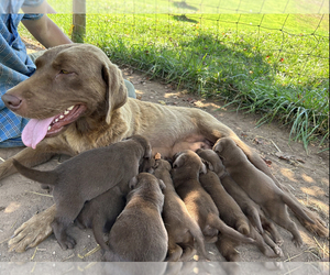 Mother of the Labrador Retriever puppies born on 06/27/2023