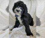 Small Photo #4 Sheepadoodle Puppy For Sale in RIALTO, CA, USA