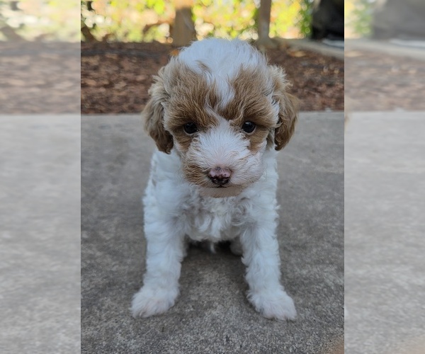 Medium Photo #2 Miniature Labradoodle Puppy For Sale in SAN DIEGO, CA, USA