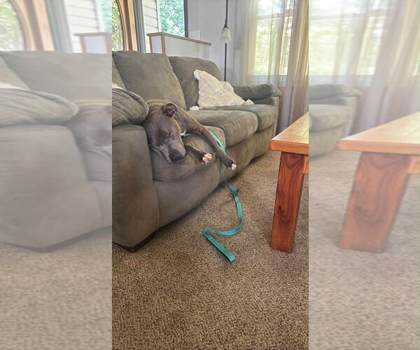 Medium Photo #2 American Pit Bull Terrier Puppy For Sale in Cromwell, KY, USA