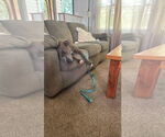 Small #1 American Pit Bull Terrier
