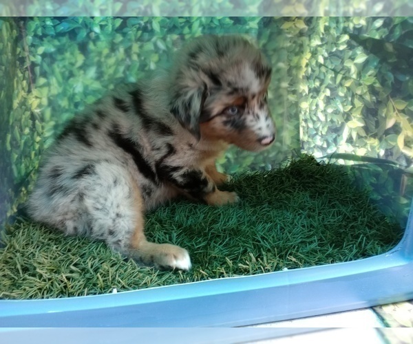 Medium Photo #7 Australian Shepherd Puppy For Sale in SYLVA, NC, USA