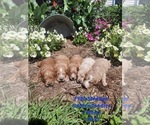 Small Photo #2 Goldendoodle (Miniature) Puppy For Sale in SHIPSHEWANA, IN, USA