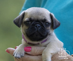 Puppy Arabella Pug