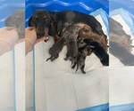 Small Photo #31 Dachshund Puppy For Sale in HONDO, TX, USA