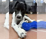 Small #1 Lab-Pointer