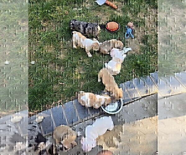 Medium Photo #7 French Bulldog Puppy For Sale in CHINO HILLS, CA, USA