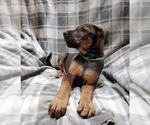 Small Photo #11 Belgian Malinois-Doberman Pinscher Mix Puppy For Sale in MILLBROOK, NY, USA
