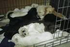 Small Photo #4 Labradoodle Puppy For Sale in STRASBURG, VA, USA