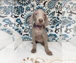 Small Photo #3 Weimaraner Puppy For Sale in ELKTON, KY, USA