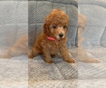 Small #1 Poodle (Toy)